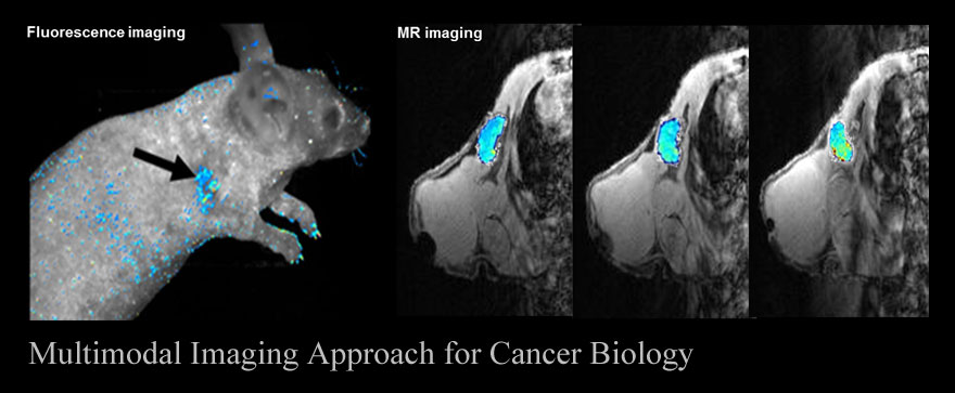 Multimodal Imaging Approach for Cancer Biology